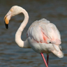 Flamant rose Flamant rose